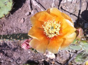 Flower Seen During Peyote Ceremony Preparation